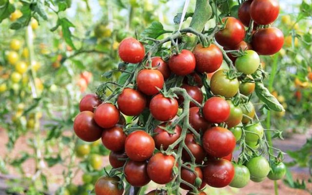 Новые Сорта Томатов На 2022 Год Новые Сорта Томатов На 2022 Год